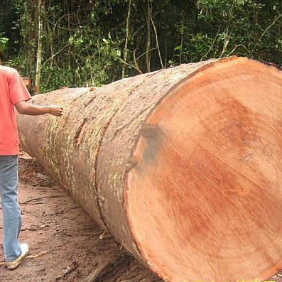 沙比利现在已渐渐无人问津 绿柄桑价格大